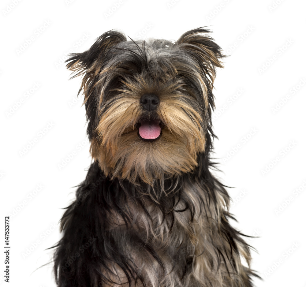 Yorkshire Terrier puppy sticking tongue, isolated on white