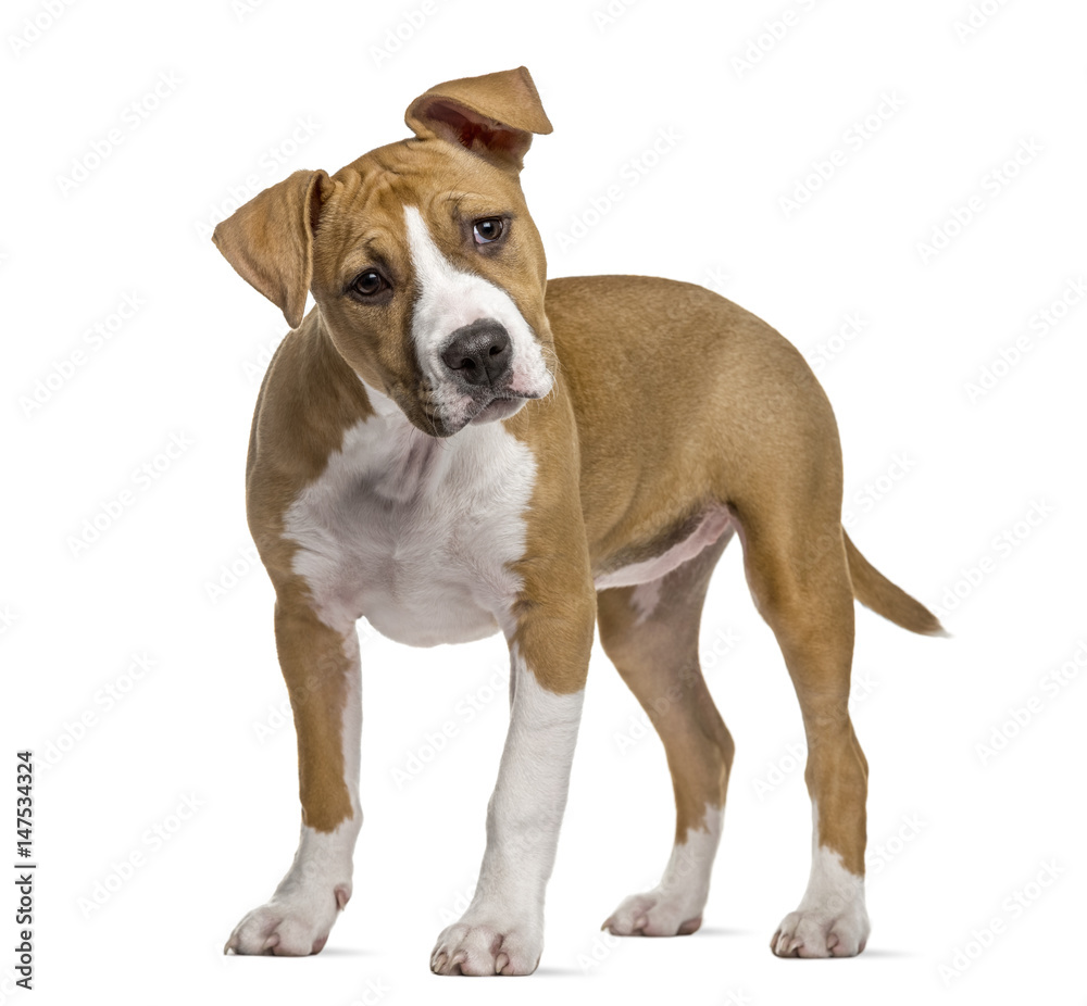 American Staffordshire Terrier puppy, 4 months old, isolated on white