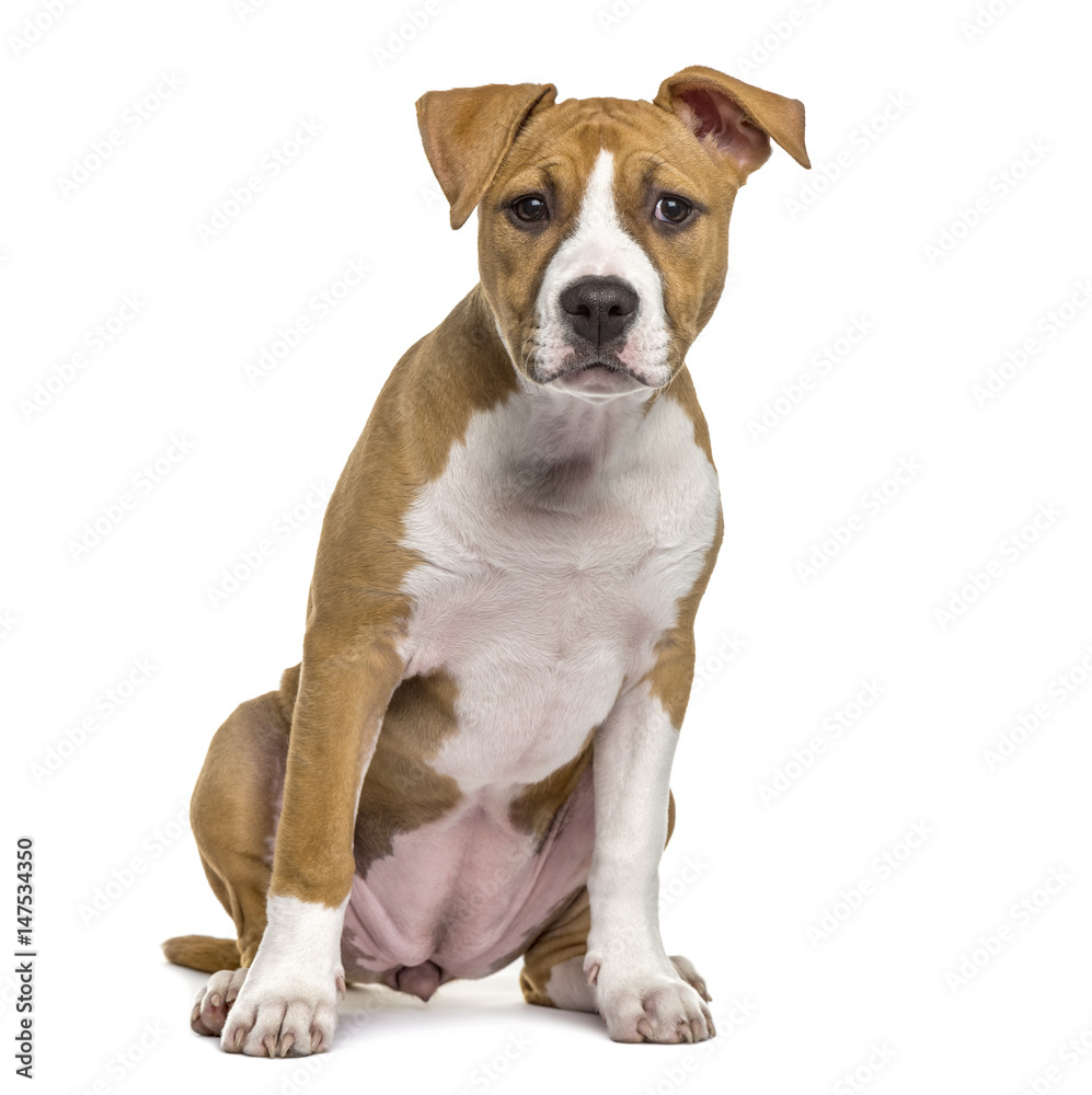 American Staffordshire Terrier puppy, 4 months old, isolated on