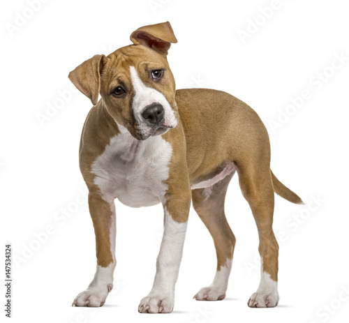 American Staffordshire Terrier puppy, 4 months old, isolated on white © Eric Isselée