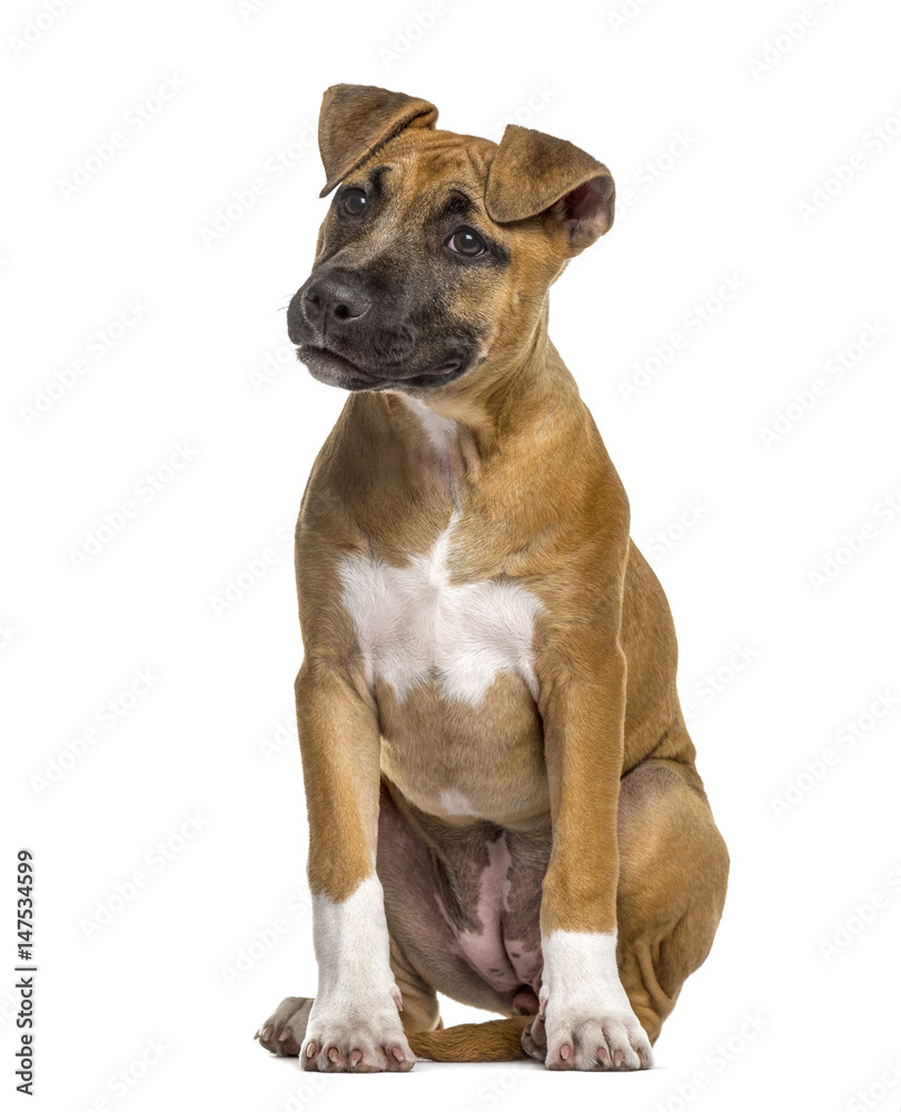 American Staffordshire Terrier puppy (4 months old)