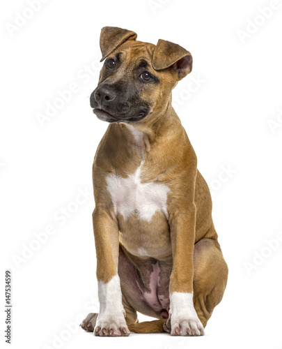 American Staffordshire Terrier puppy  4 months old 
