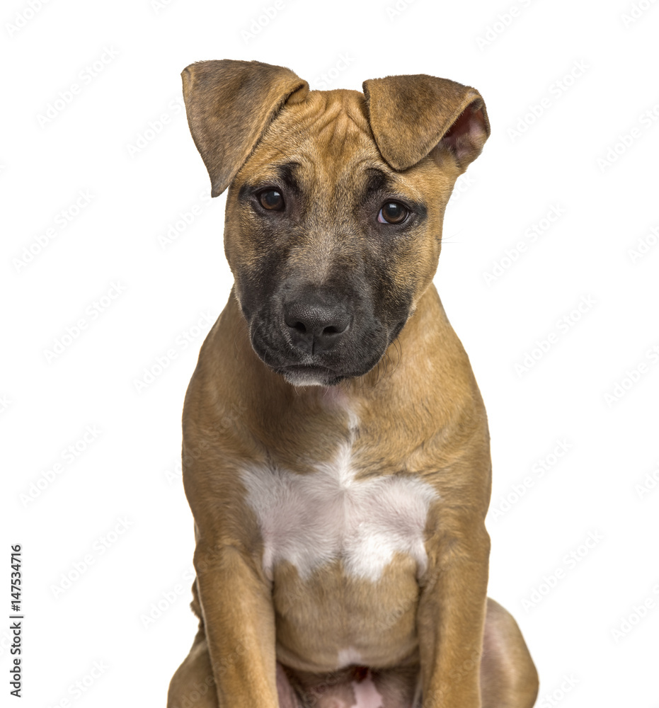 Close-up of American Staffordshire Terrier puppy , isolated on w