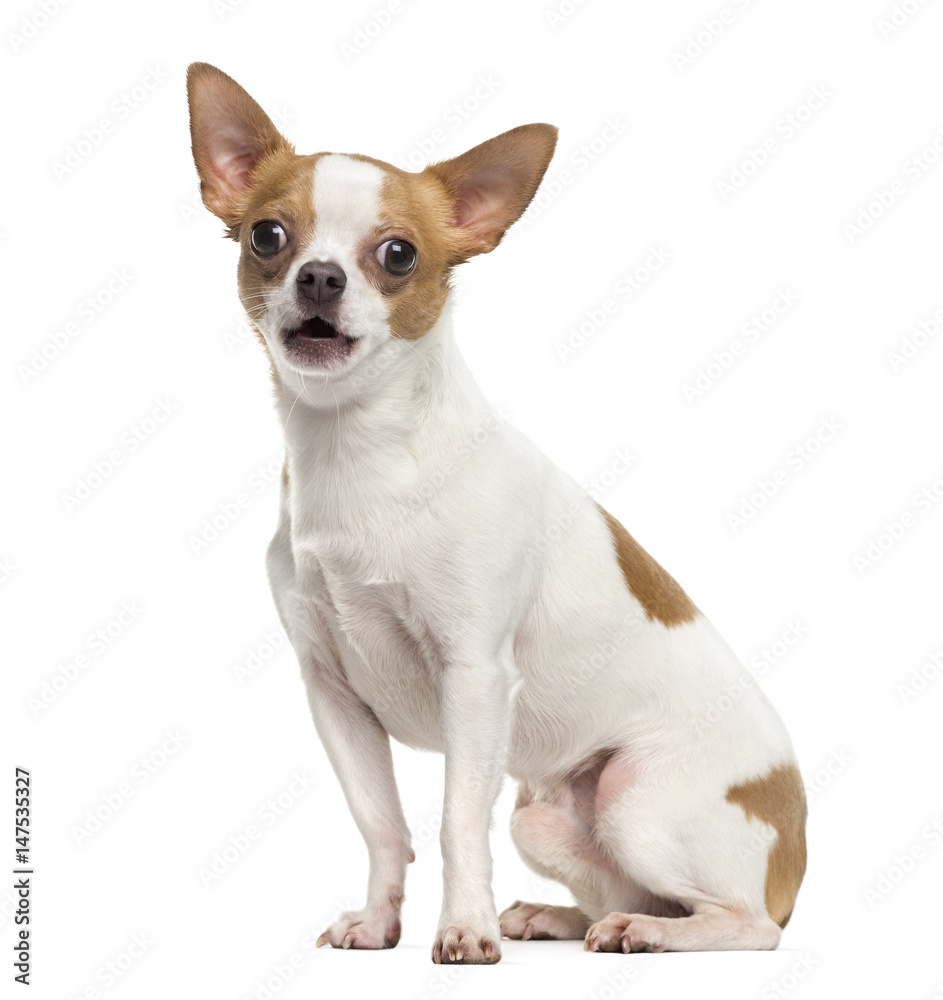 Chihuahua sitting, isolated on white