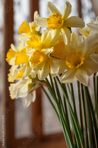 Fototapeta Naklejka Na Ścianę i Meble -  Bouquet of beautiful yellow daffodils