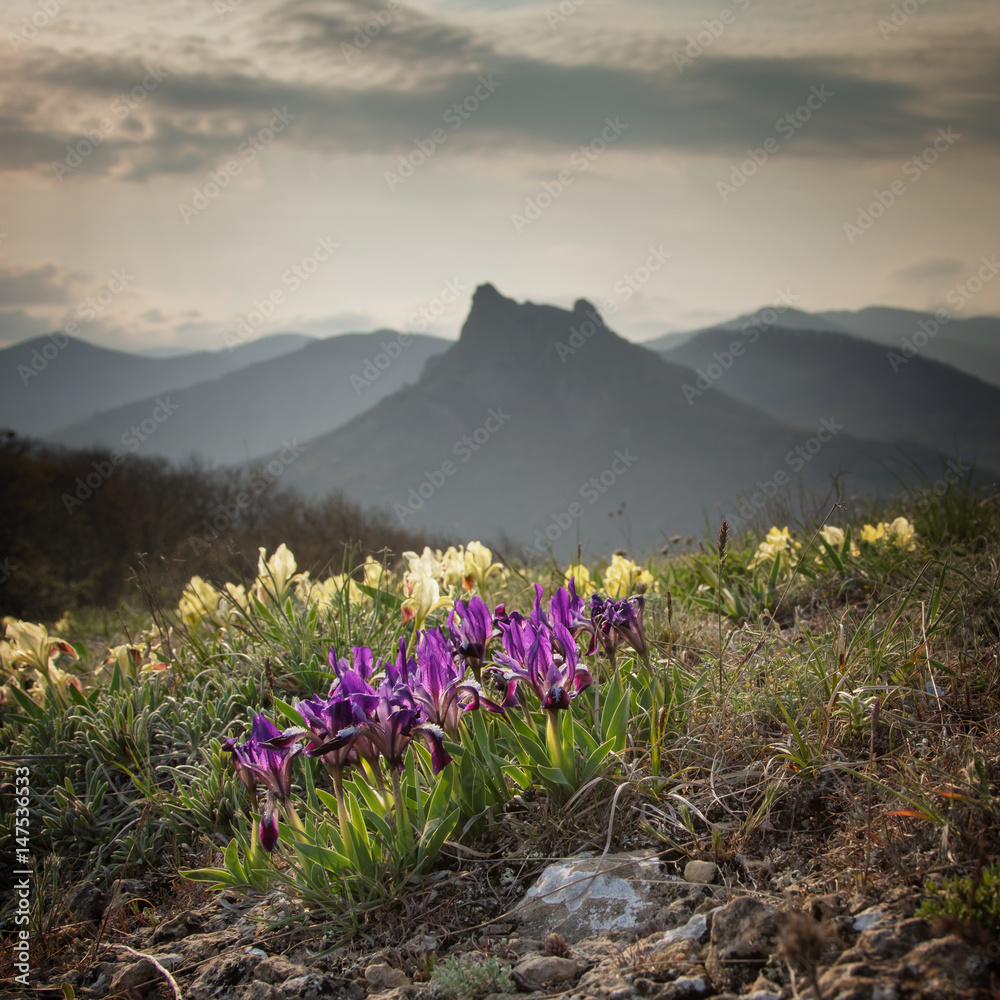 Obraz premium Wild flowers irises against the backdrop of mountain peaks.
