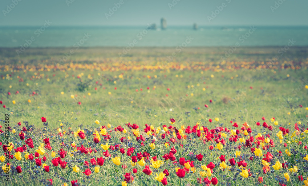 Wild tulips of red and yellow in green grass