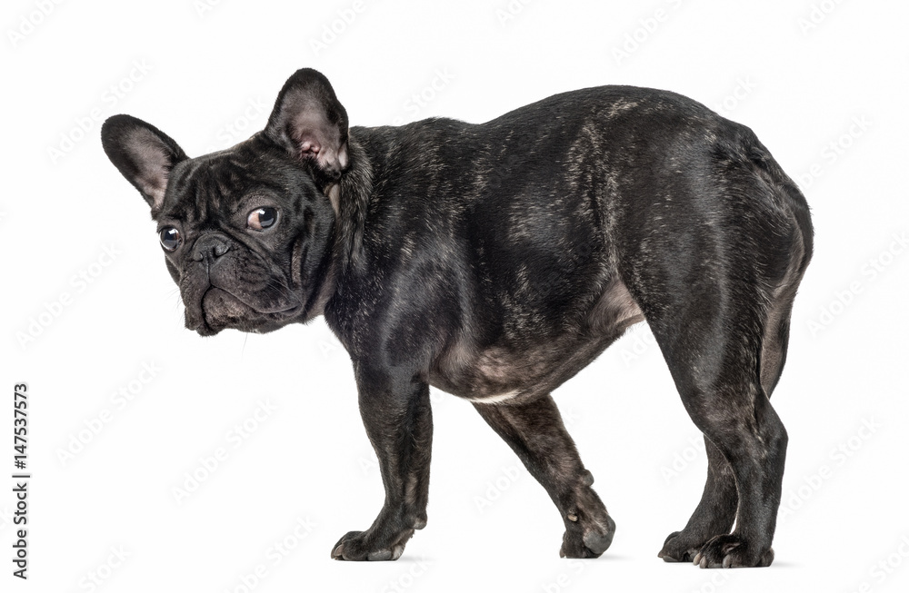 French bulldog walking and looking at the camera, isolated on wh French bulldog walking and looking at the camera, isolated on wh