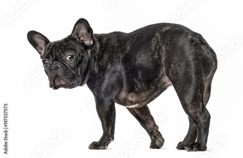 French bulldog walking and looking at the camera, isolated on wh