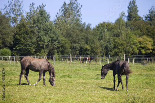 horses