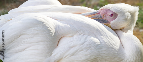 Portrait of a pelican. Close-up.