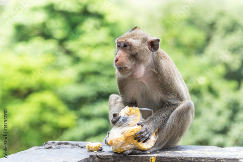 Photography Young male monkey is eating fresh corn.