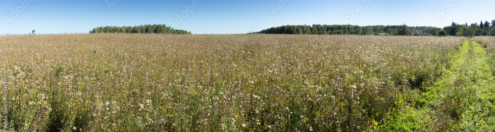 Meadow with grass and wildflowers panorama Meadow with grass and wildflowers panorama