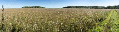 Meadow with grass and wildflowers panorama