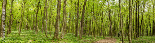 Trail in a green forest panorama landscape in the spring in high resolution