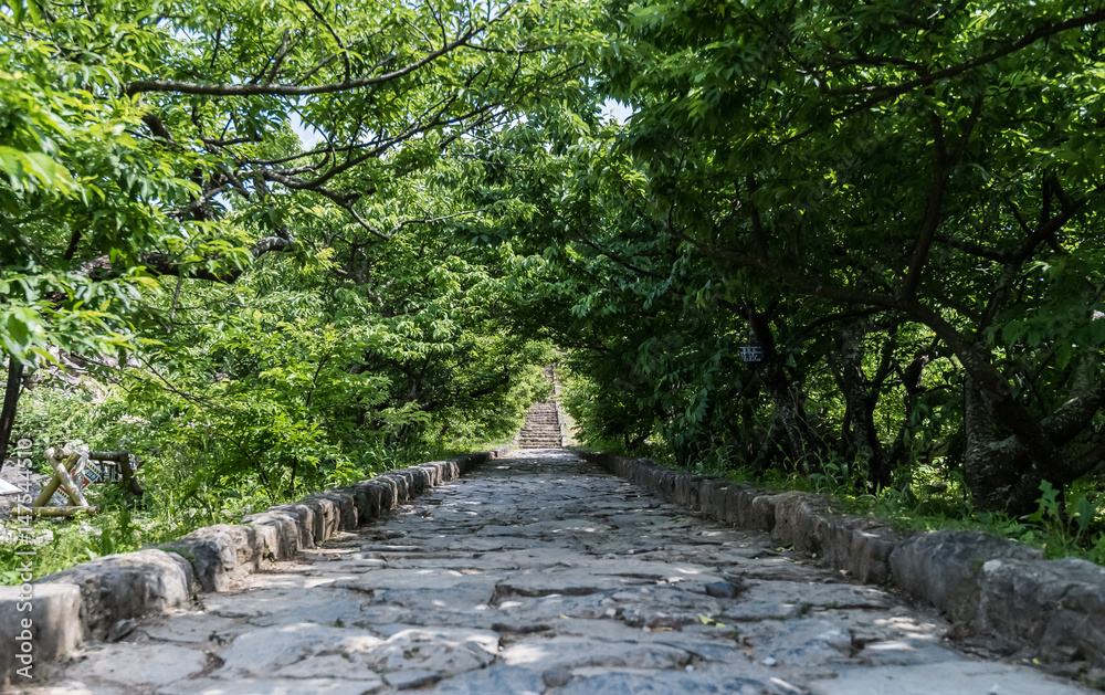 Tunnel of tree cover stone path Tunnel of tree cover stone path