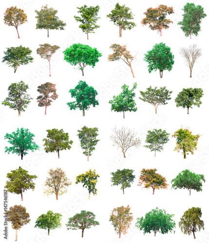 Collection of tree on white background. (for gardening) 