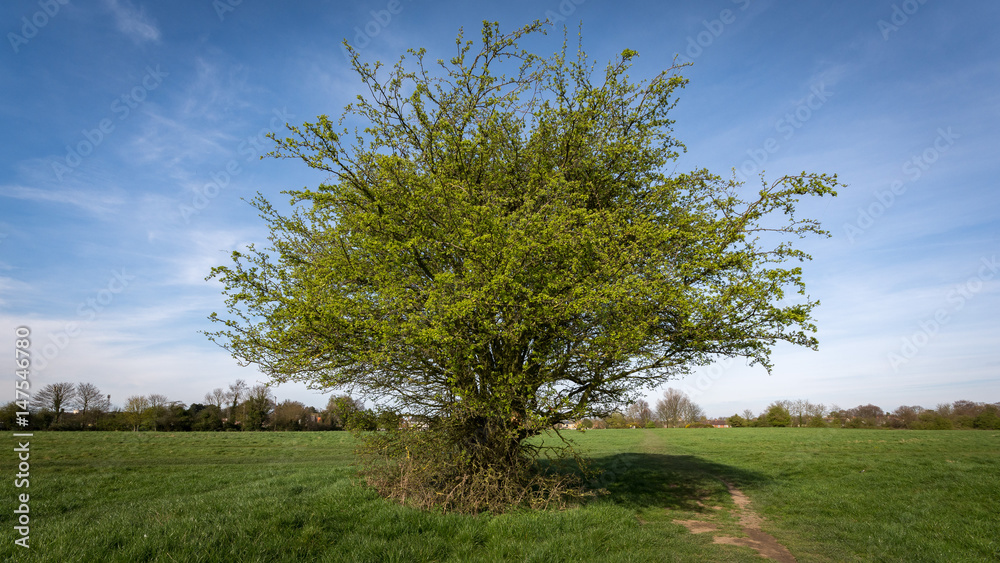 Fototapeta premium Tree