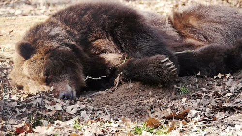 Wallpaper Mural Black bear sleeping Torontodigital.ca
