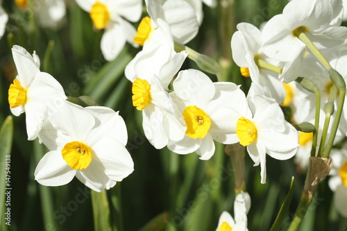 Fototapeta Naklejka Na Ścianę i Meble -  Narzissenblüte  (Narcissus Pseudonarcissus)