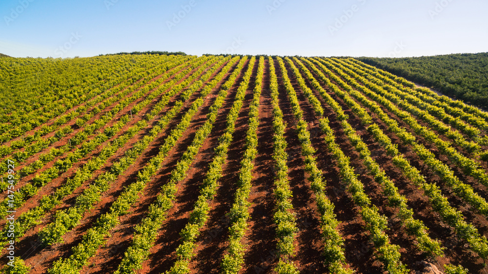 Fototapeta premium Orange trees plantation at May in Portugal, Algarve, aerial view