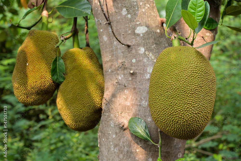 Jackfruit on the tree Jackfruit on the tree