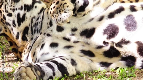 Onça-pintada. (Panthera onca) photo