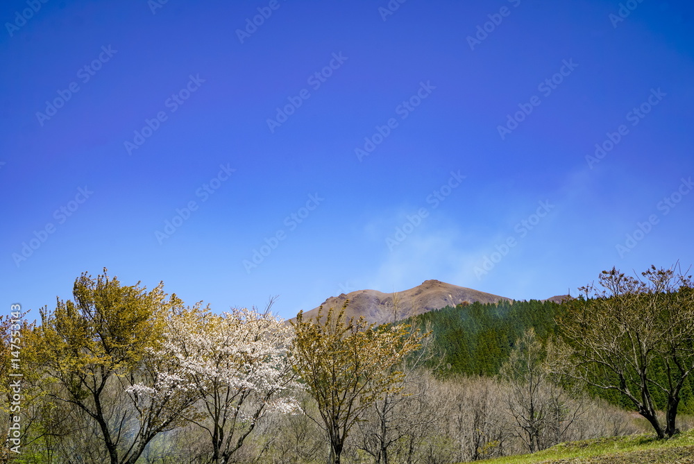 Obraz premium 久住高原 沢水