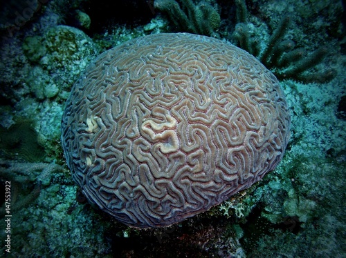 Brain coral, Ambergris Caye, Belize