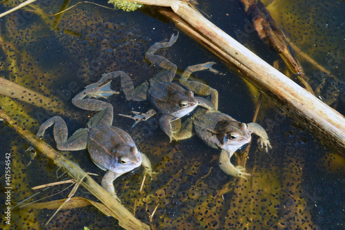 Three males of moor frog in spawning blue color guarding their caviar between water plants in swap © Vector DSGNR