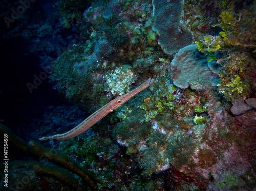 Cornetfish, Ambergris Caye, Belize
