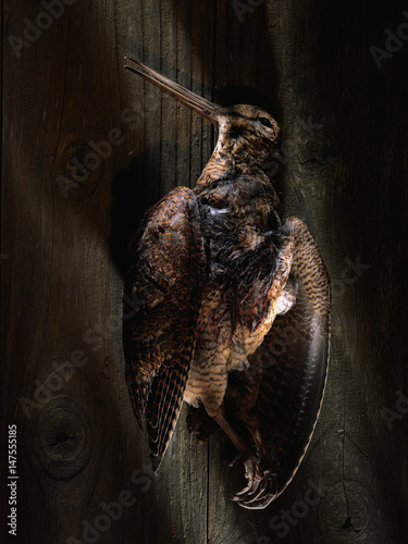Dead woodcock bird photo
