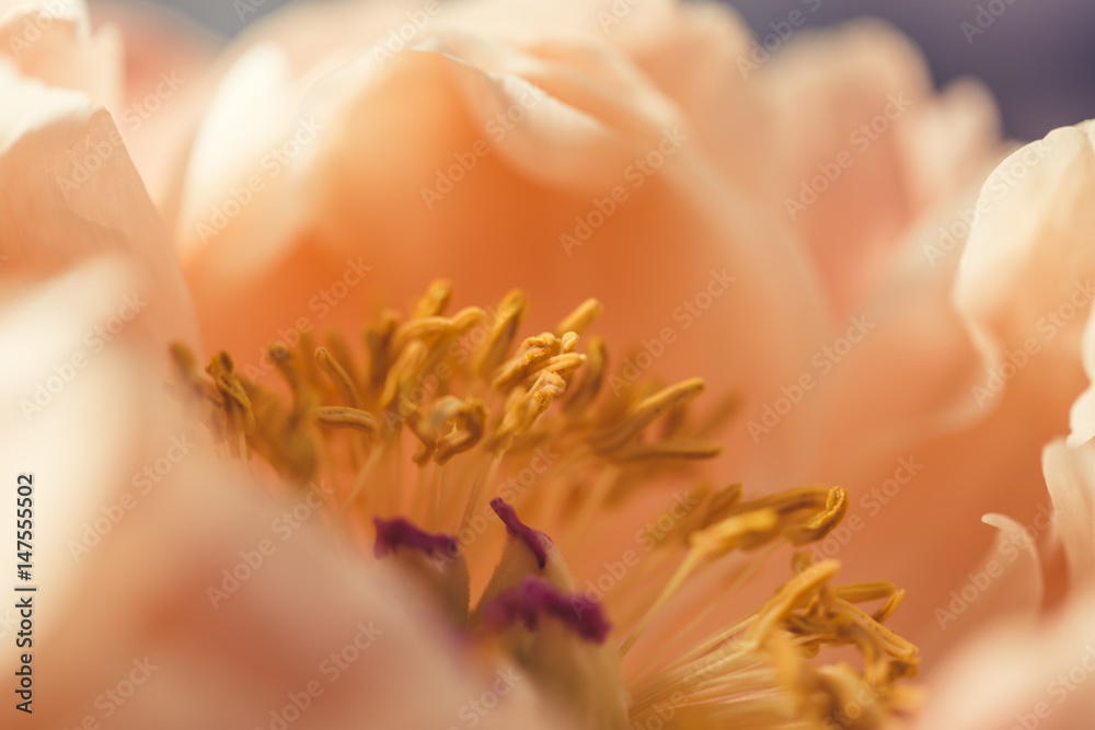 Fototapeta premium Smooth peony flower in bloom macro still