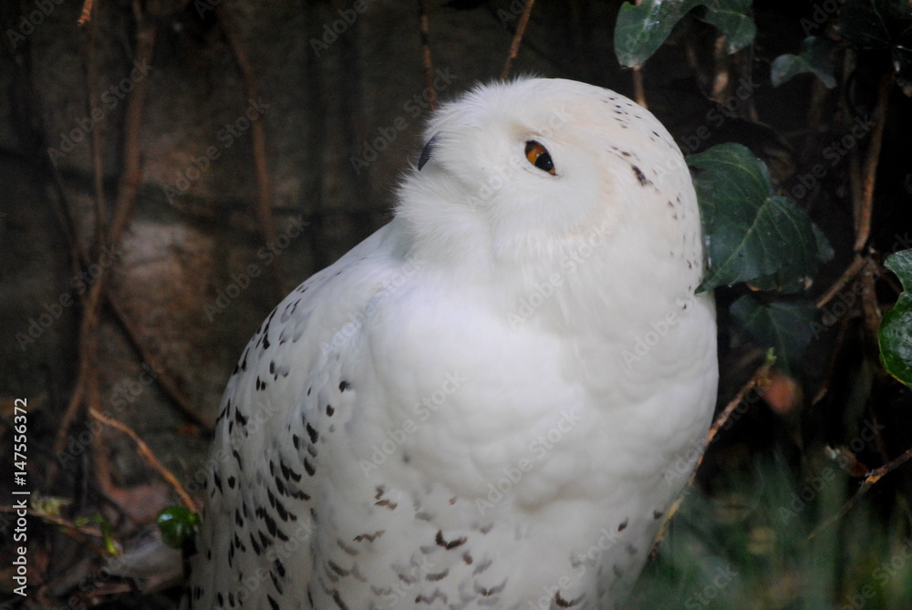 Obraz premium Harfang des neiges