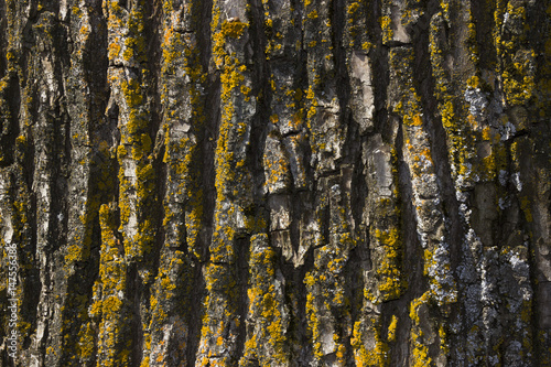 The bark of a tree covered with moss
