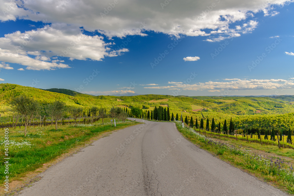 A country road with cypress trees and vineyard in Tuscany