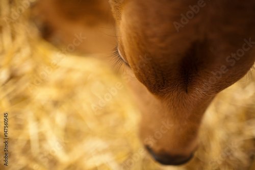 Close up of head of calf photo