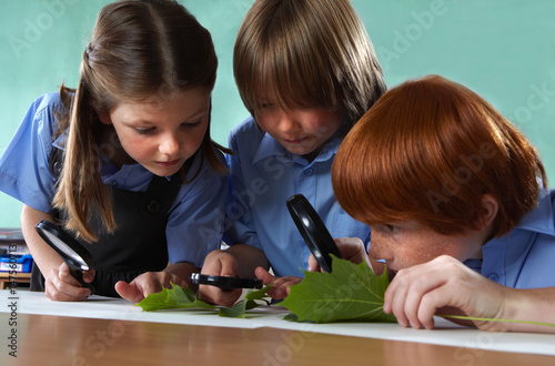 School children studying leaves with magnifying glasses in a classroom photo