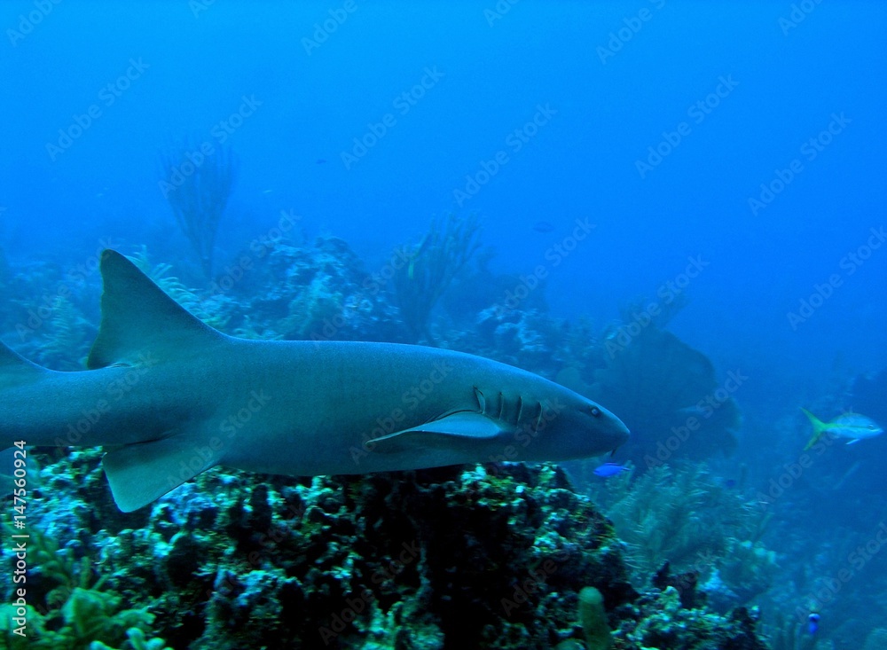Fototapeta premium Nurse shark, Ambergris Caye, Belize