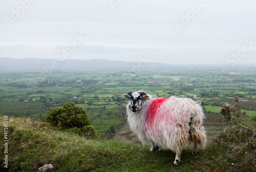 Spray painted sheep on hillside photo