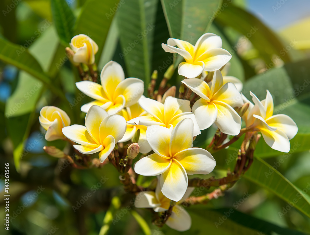 frangipani or plumeria tropical flower in nature