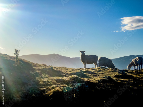 Sheeps in idyllic Akaroa, Canterbury, New Zealand