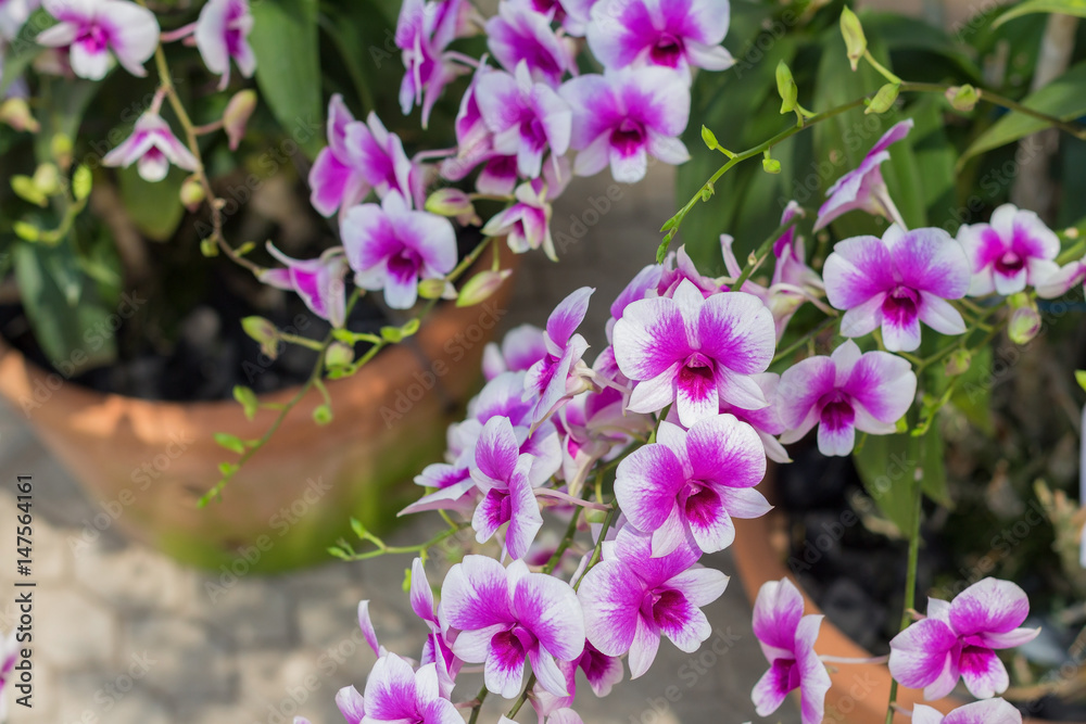 Fototapeta premium orchid flowers with leaves