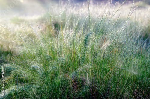 grass and dew at dawn in spring 