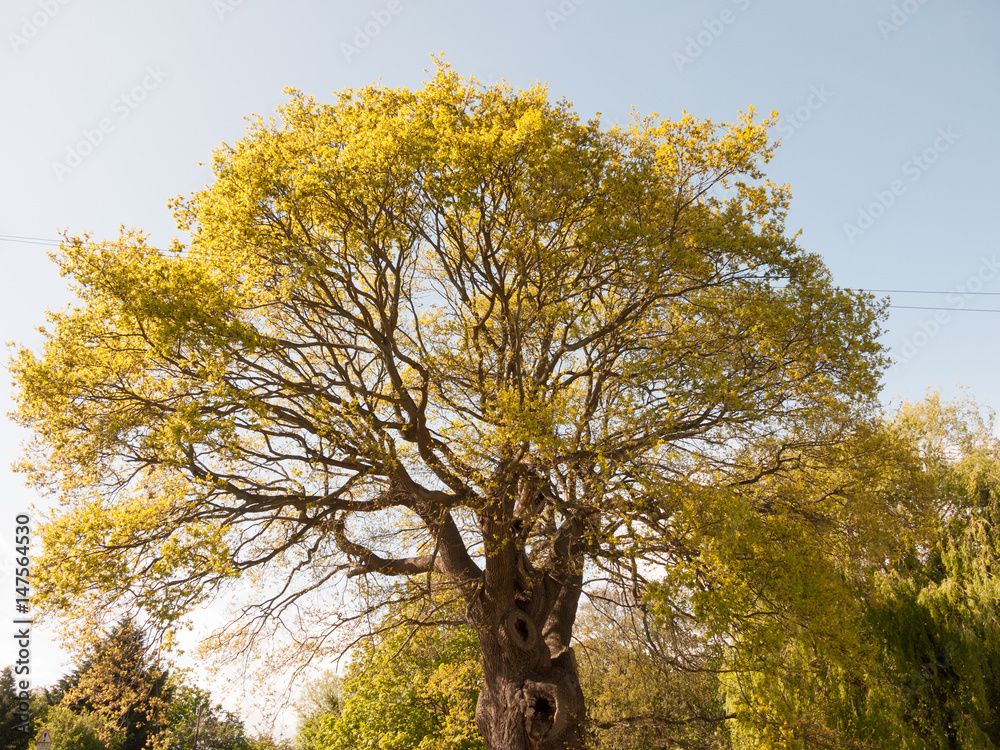 Fototapeta premium big lush tree outside in sun light with leaves