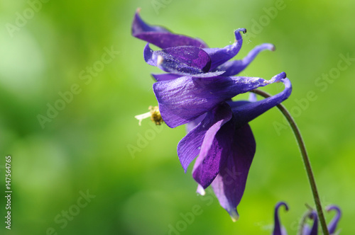 Foto blue columbine flower blooming outdoor
