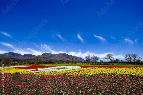 Wallpaper Mural くじゅう花公園　チューリップ Torontodigital.ca