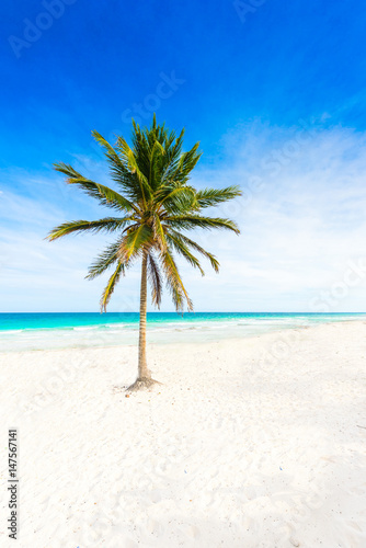 Fototapeta Naklejka Na Ścianę i Meble -  Paradise beach with beautiful palm trees - Caribbean sea in Mexico - Riviera Maya
