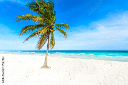 Paradise beach with beautiful palm trees - Caribbean sea in Mexico - Riviera Maya