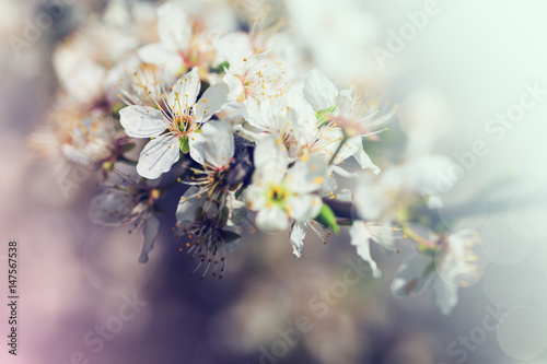 White flowers of cherry